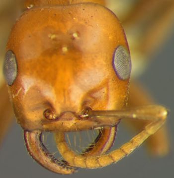 Media type: image;   Entomology 22972 Aspect: head frontal view